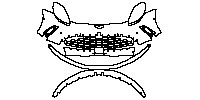 Bumper+Headlamp